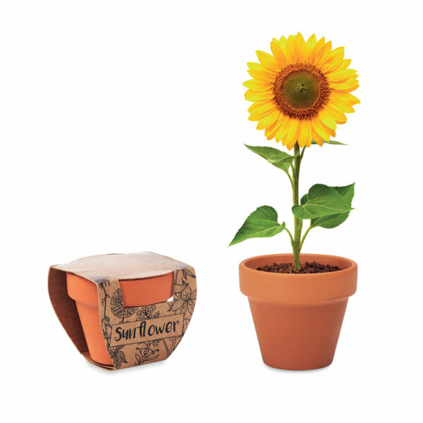 Terracotta-Topf Sonnenblume Holz