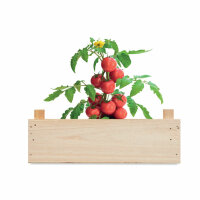 Saat-Set Tomate Holz